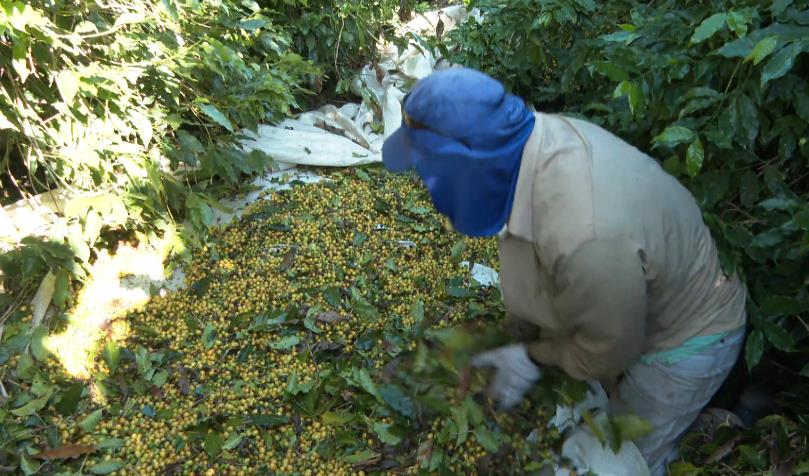 harvest.jpg