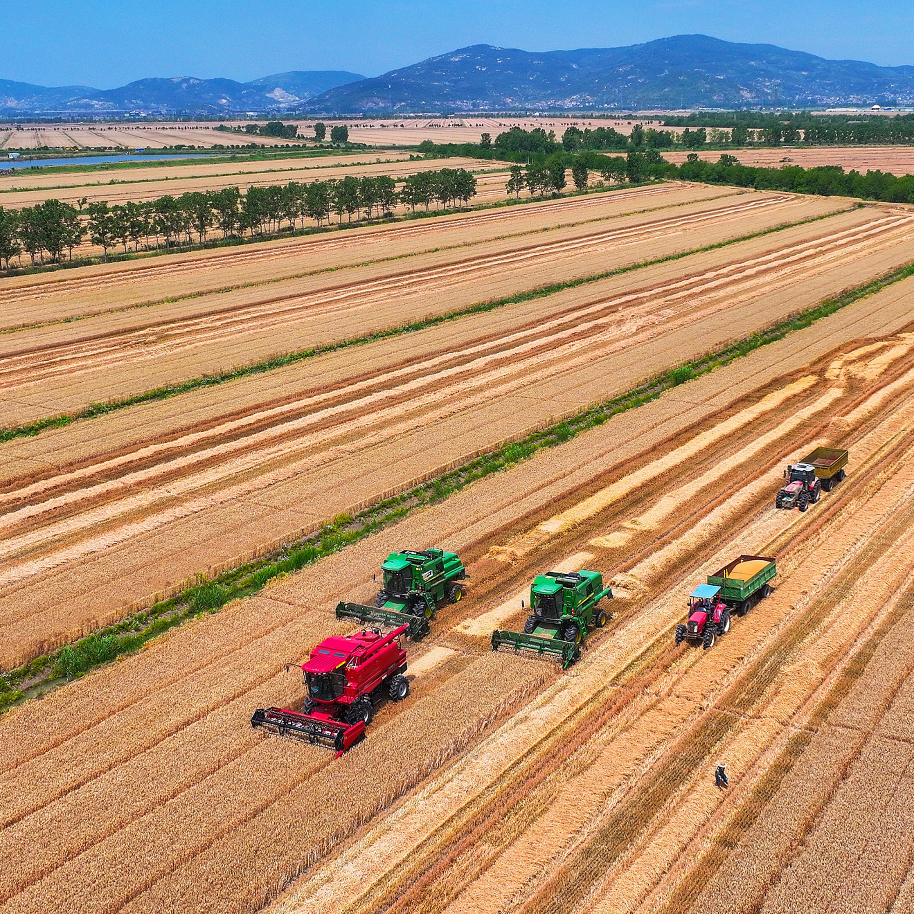 China attains bumper summer grain harvest in 2024