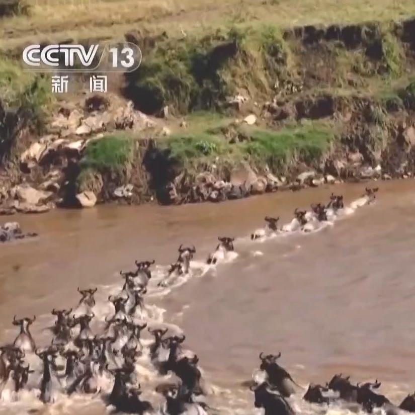 Climate change threatens wildebeest migration, ecosystem