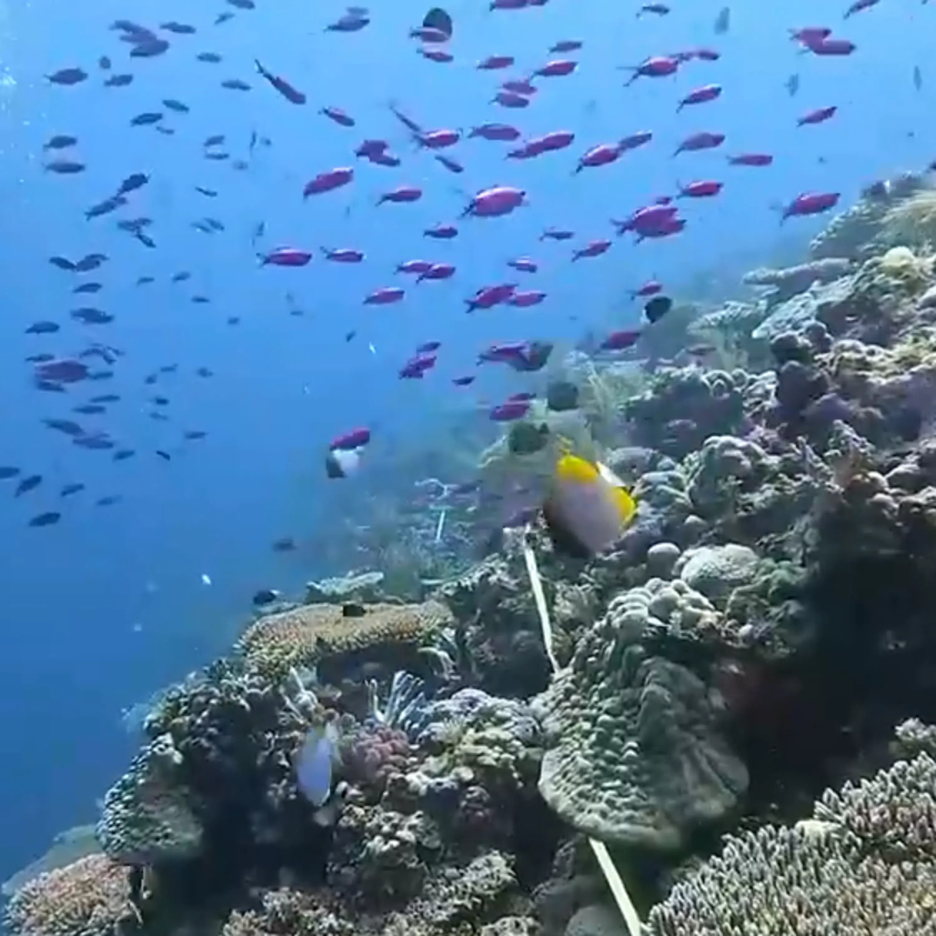 China refutes Philippine accusation over coral health at Xianbin Jiao in South China Sea