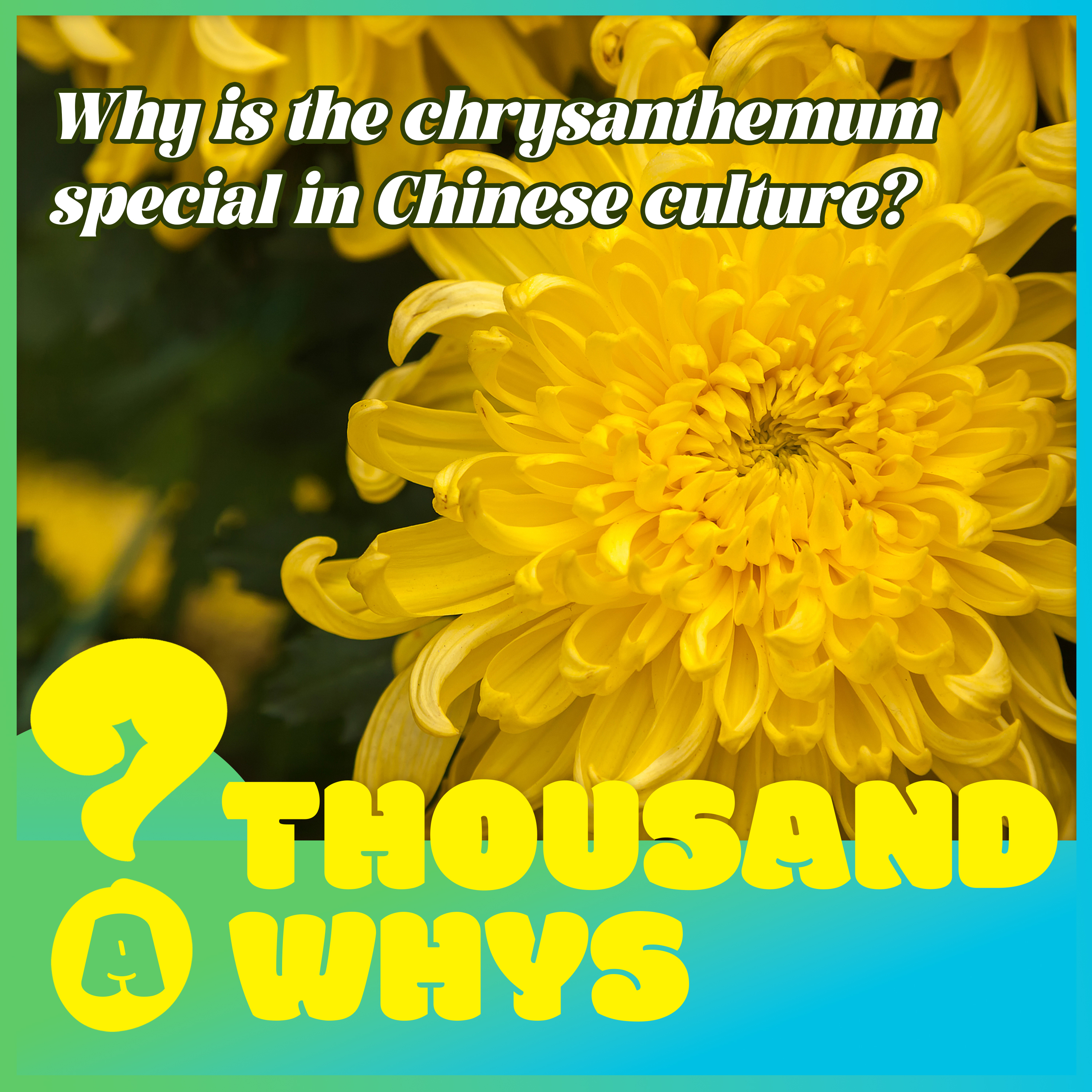 cover of episode Why is the chrysanthemum special in Chinese culture?
