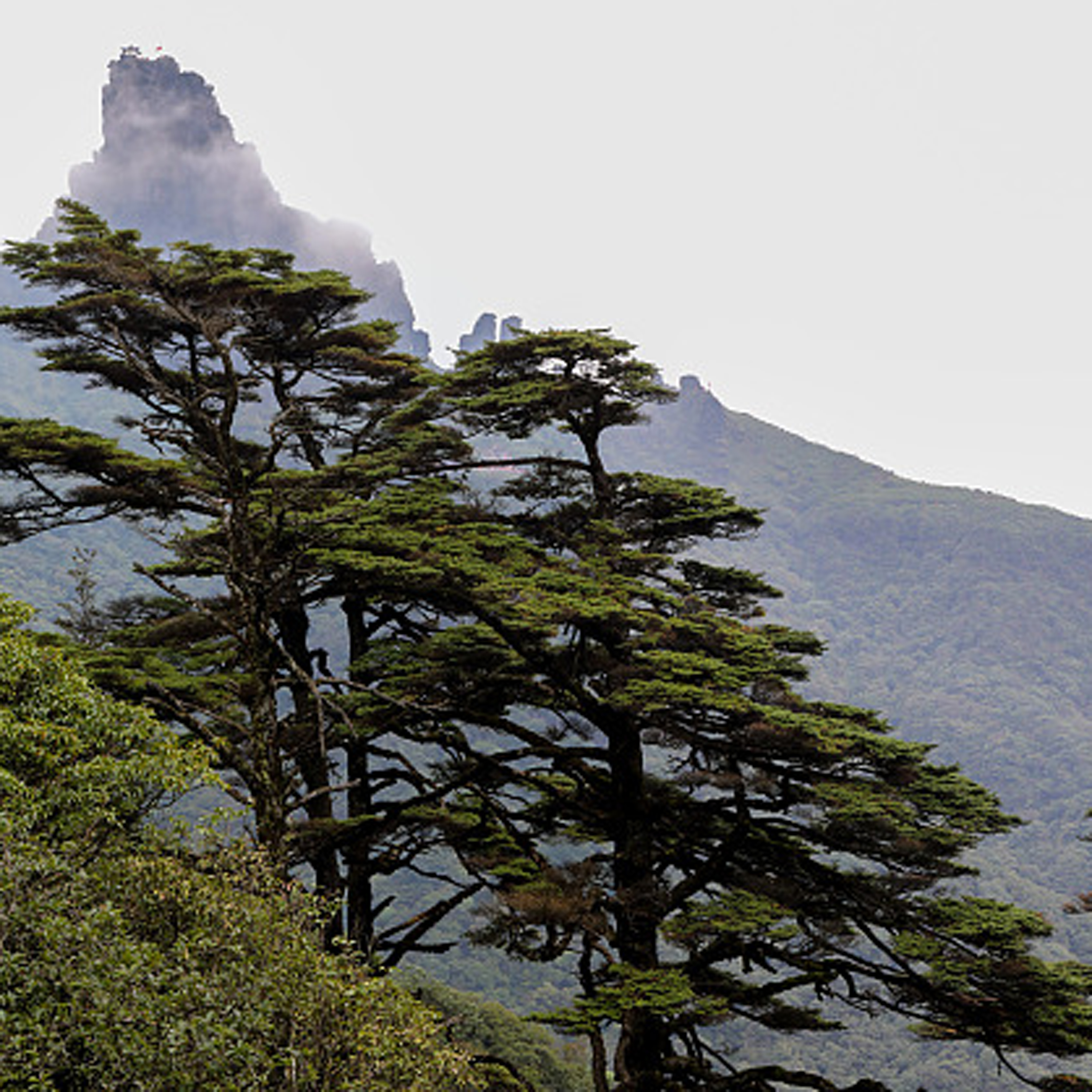 Mount Fanjing in southwest China inscribed in IUCN Green List