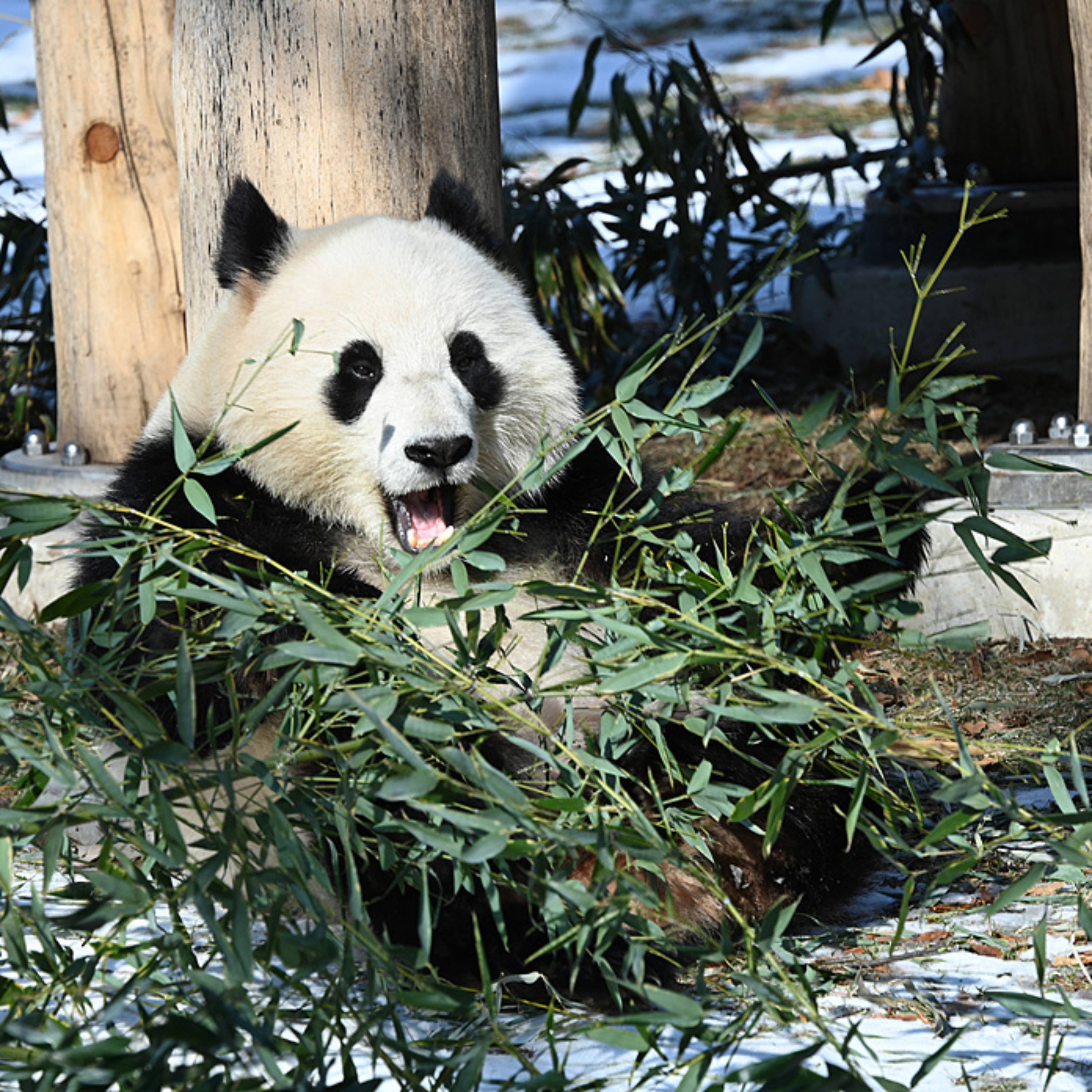 Giant panda couple makes public debut in Washington
