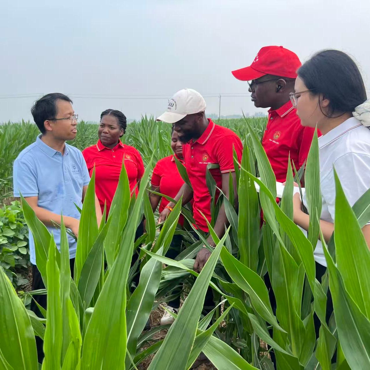 Seeds of change: China–Africa agricultural cooperation in action