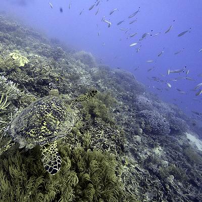 Historic High Seas Treaty to enter into force