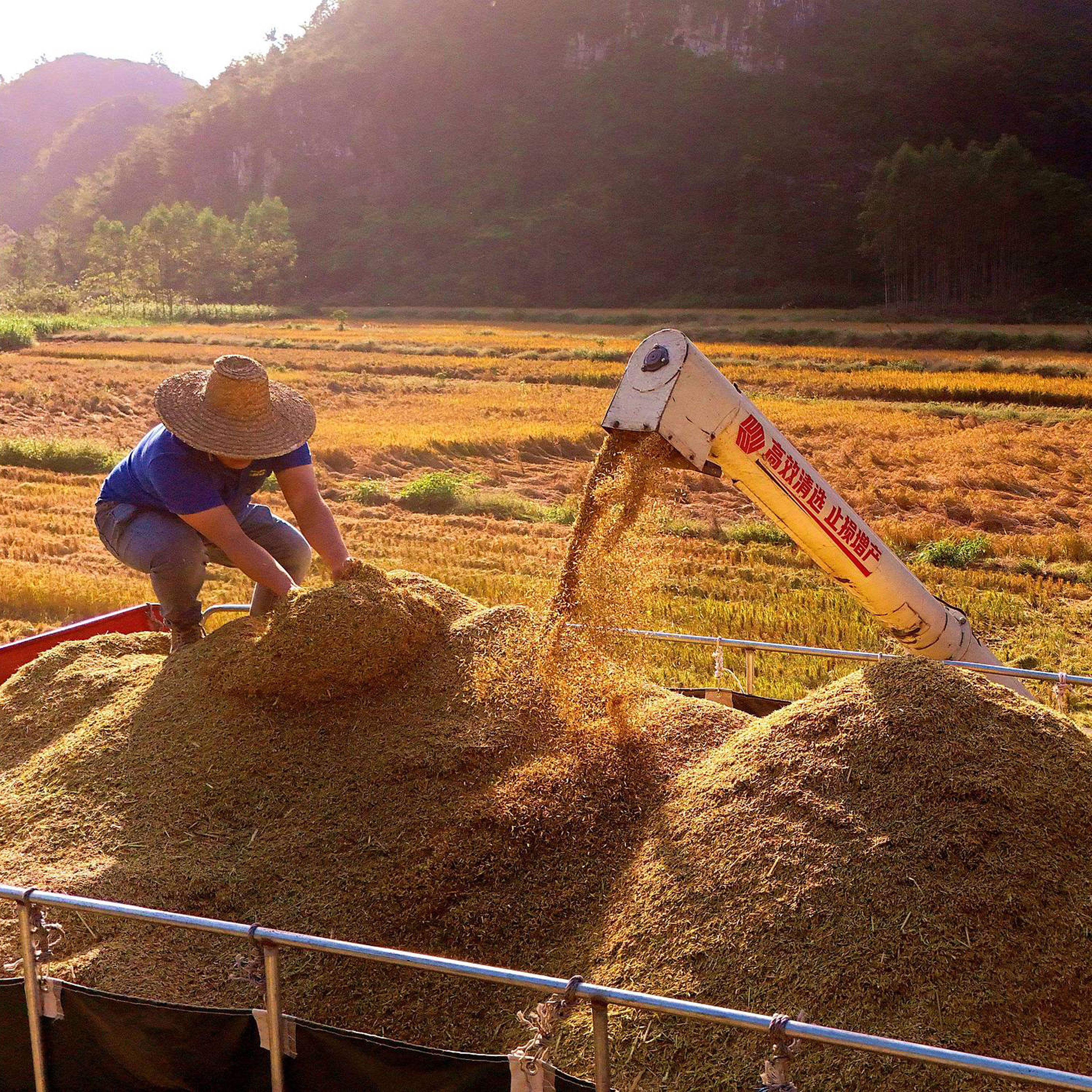 China's grain output hits new high in 2025