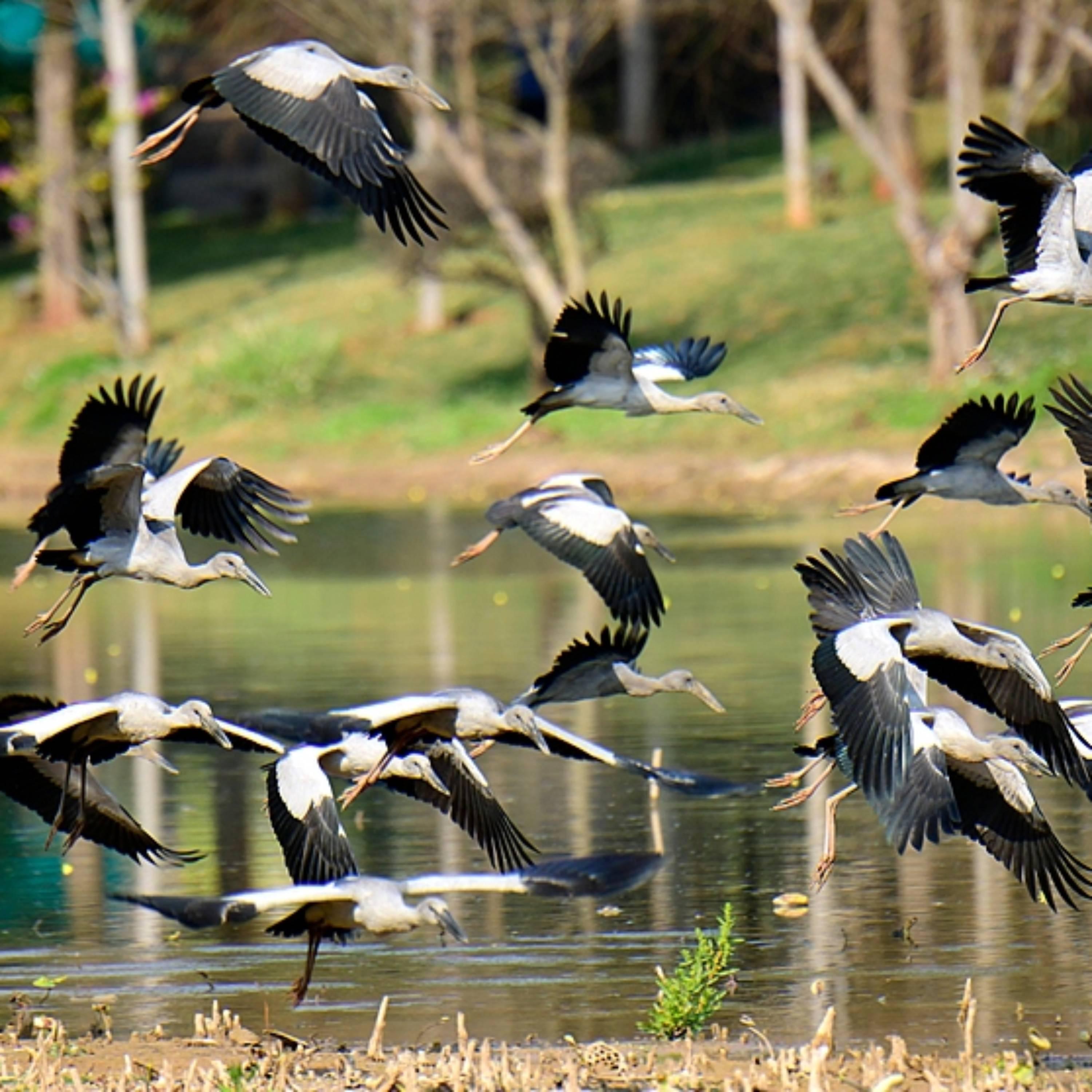 China's wetland area ranks first in Asia, fourth globally