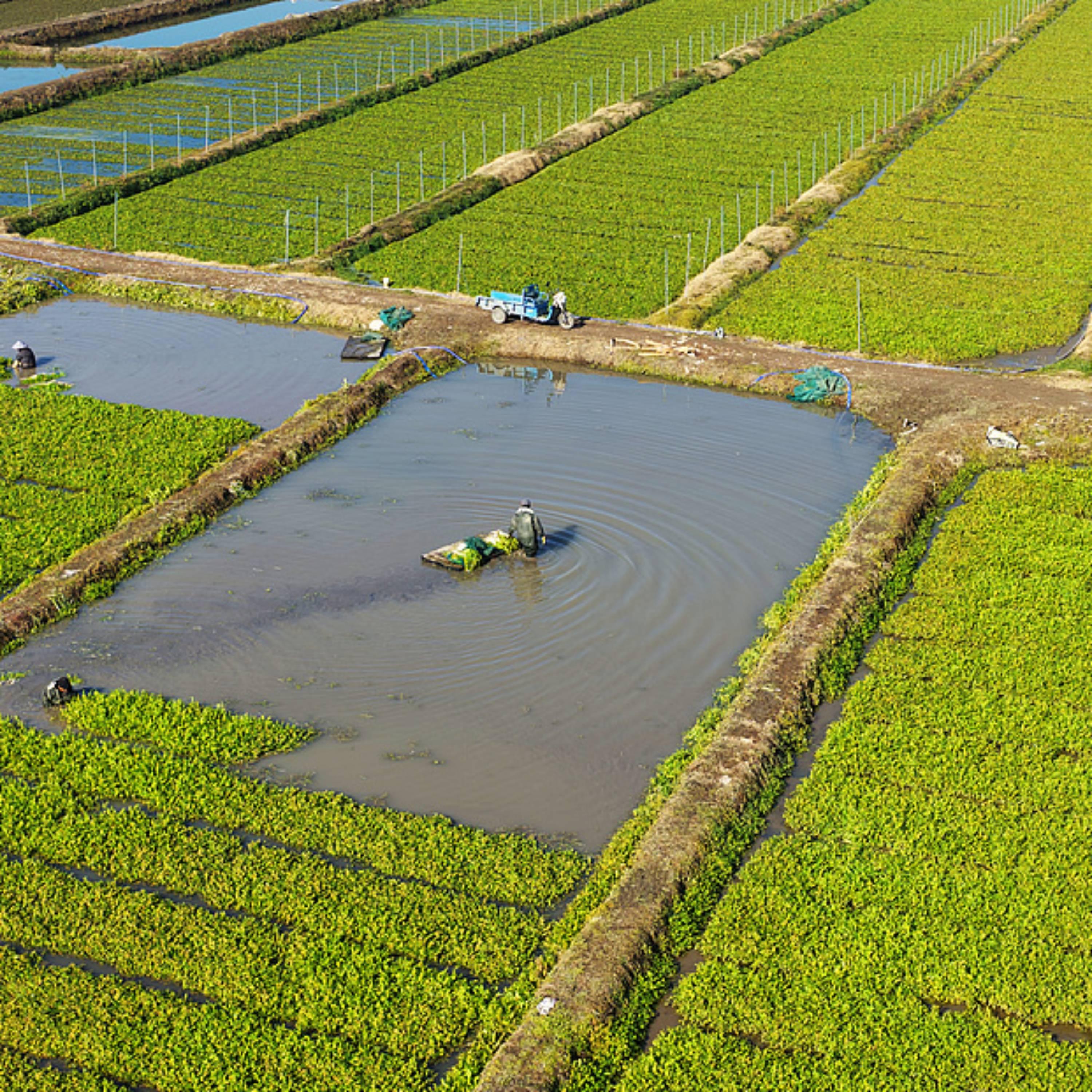 China outlines plans for agricultural modernization, rural revitalization