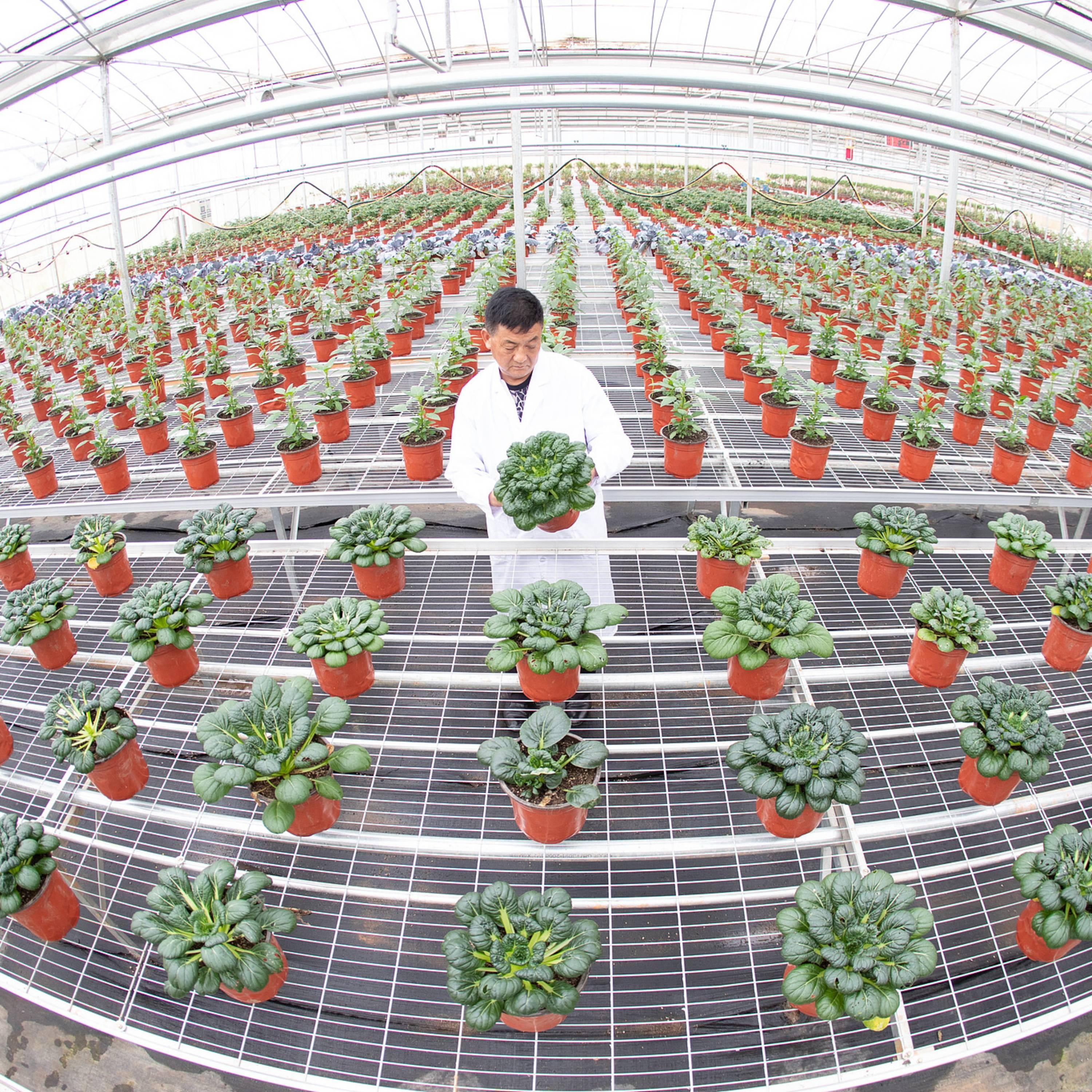 China details measures to advance agricultural modernization, rural revitalization