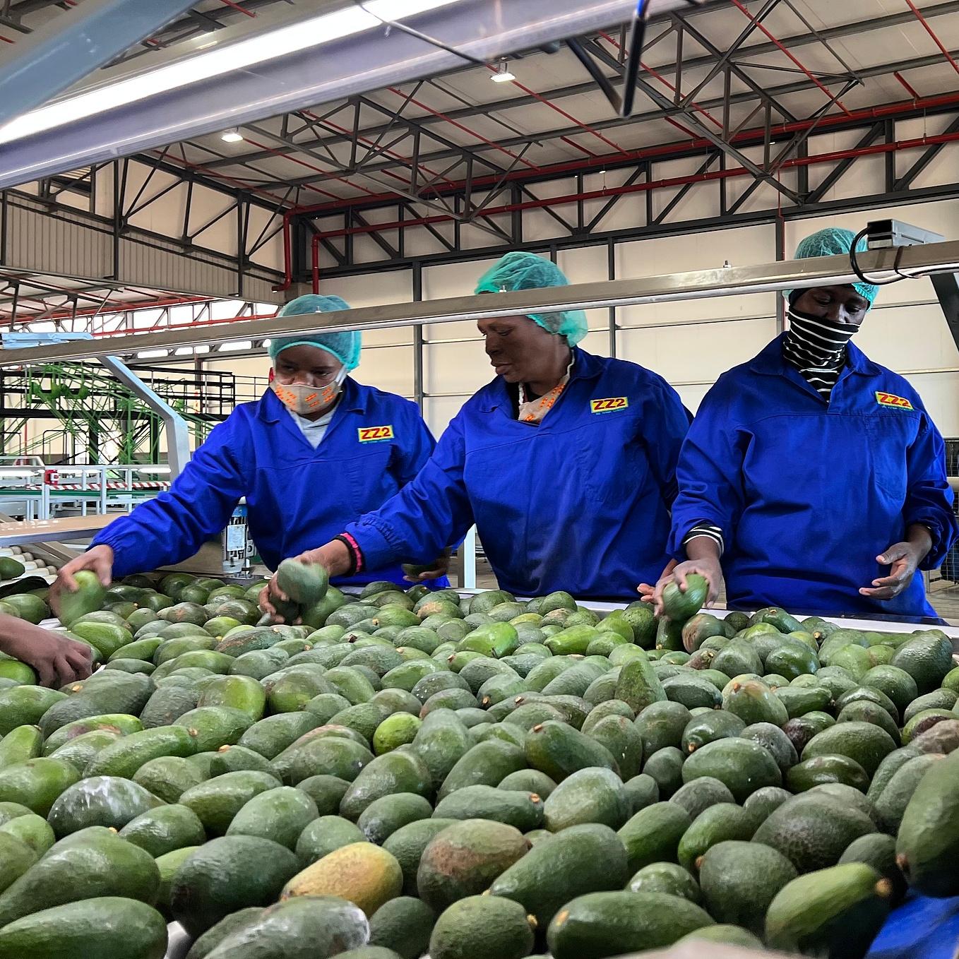 China's new zero-tariff policy for Africa