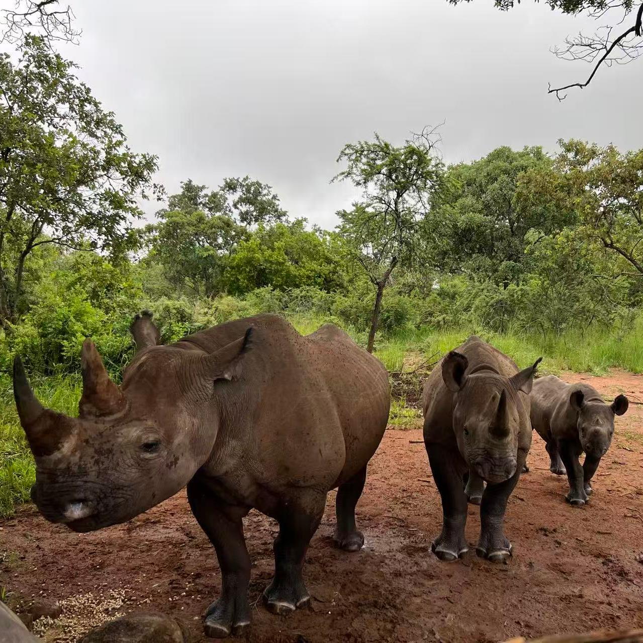 Bridging continents for rare animal protection