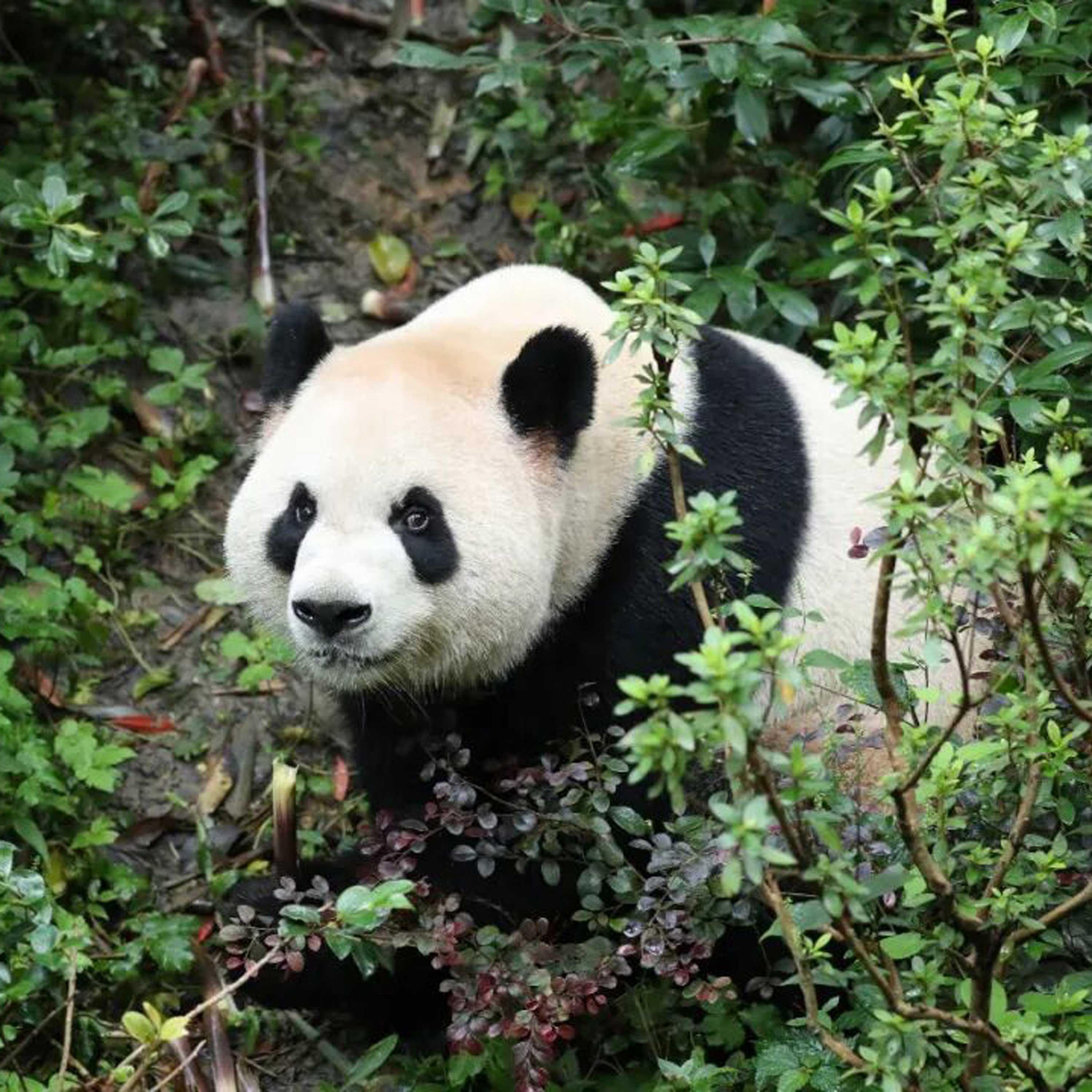 China, U.S. launch new giant panda conservation cooperation program