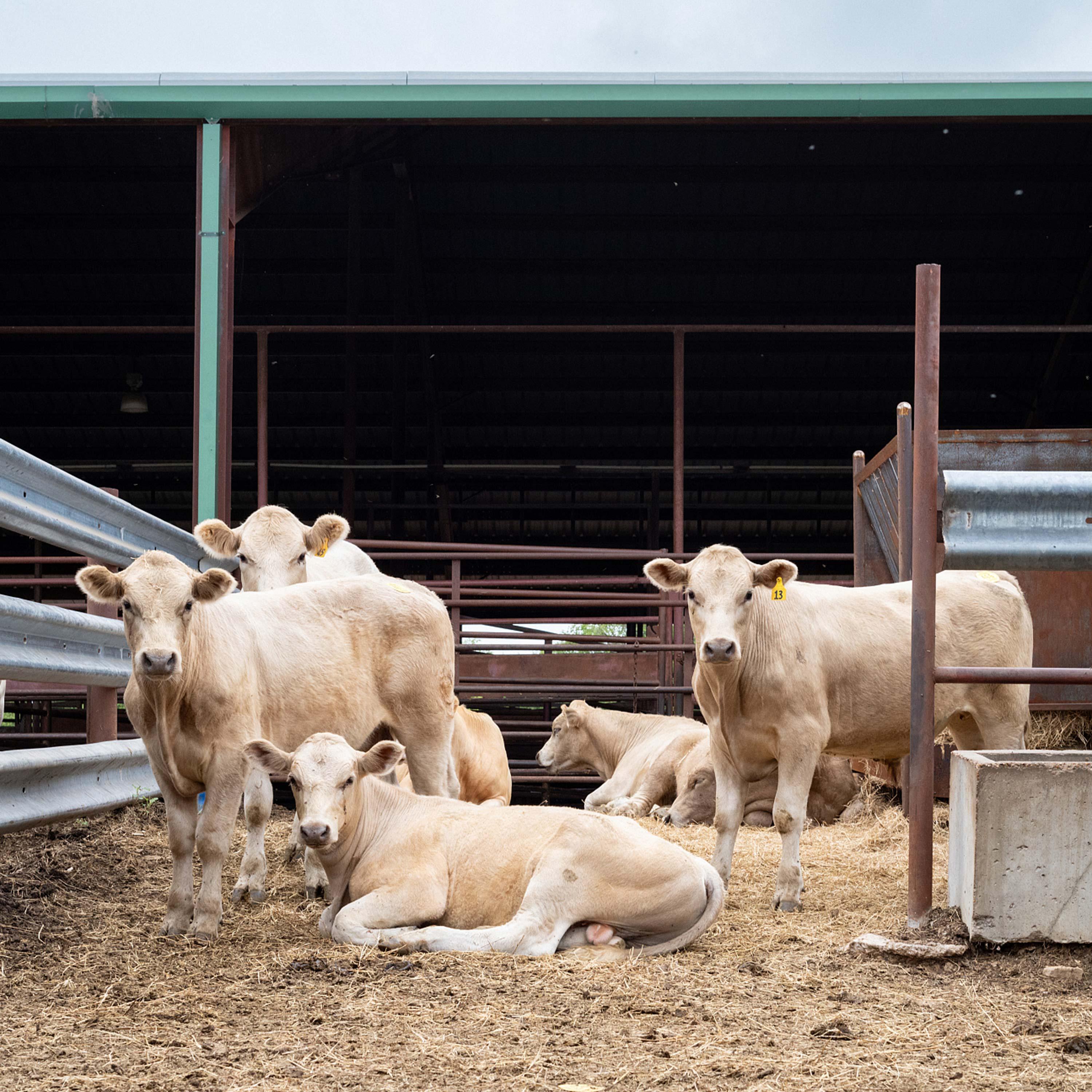 Canada bans Texas cattle amid screwworm outbreak and global beef shortage