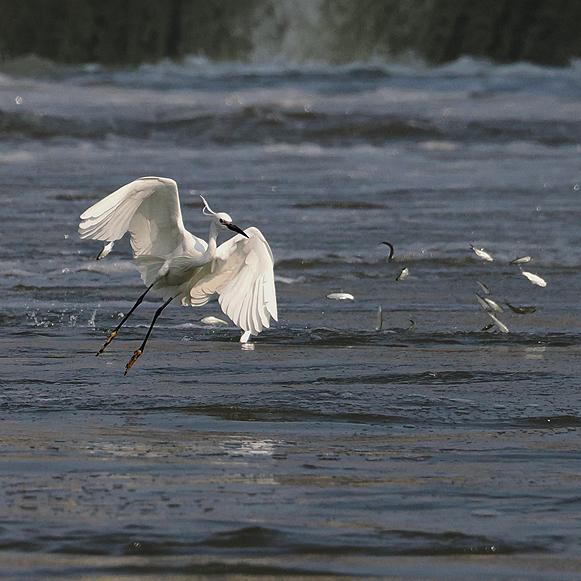 Can a ten-year fishing ban save the Yangtze river?