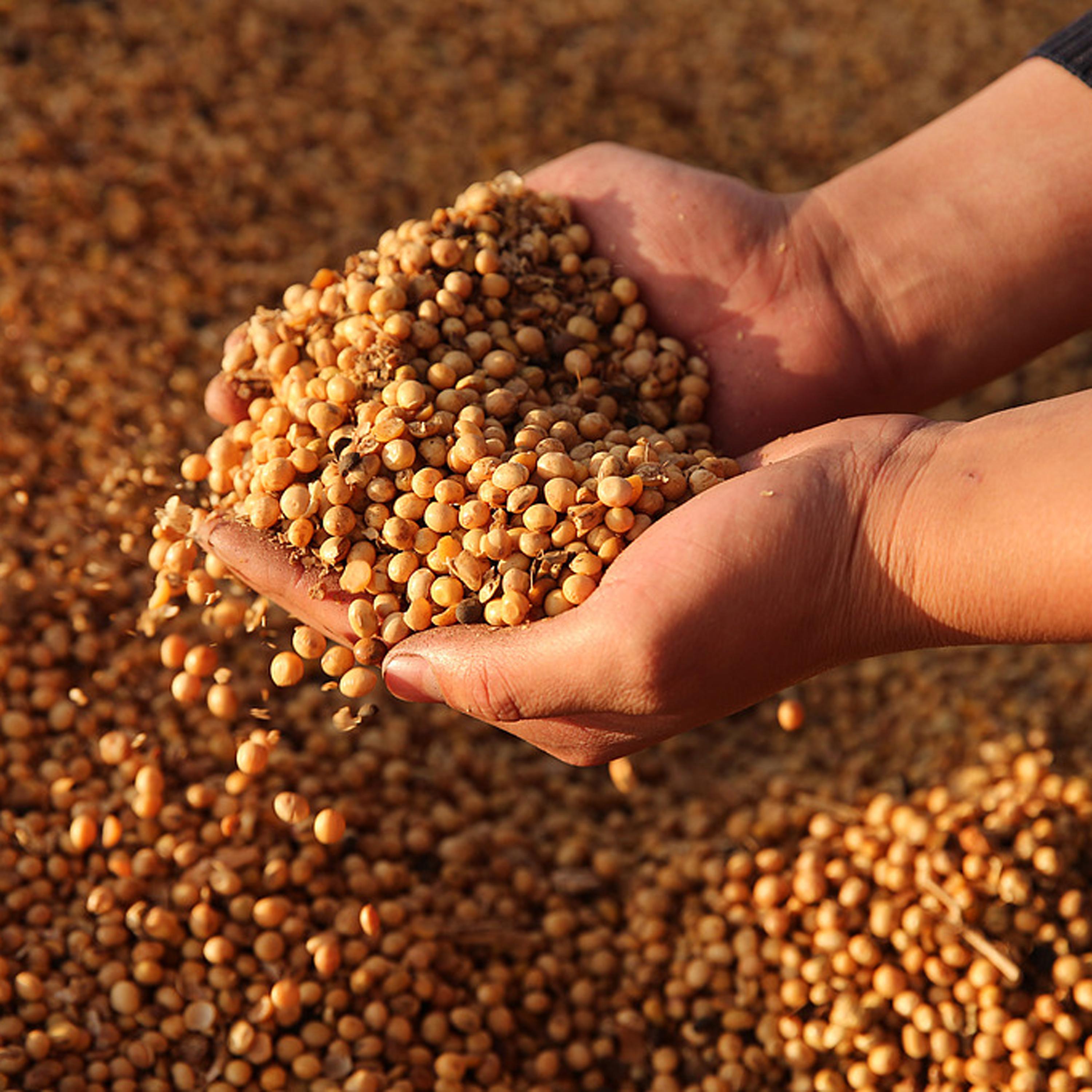 China-US agree to terms on agricultural trade episode artwork