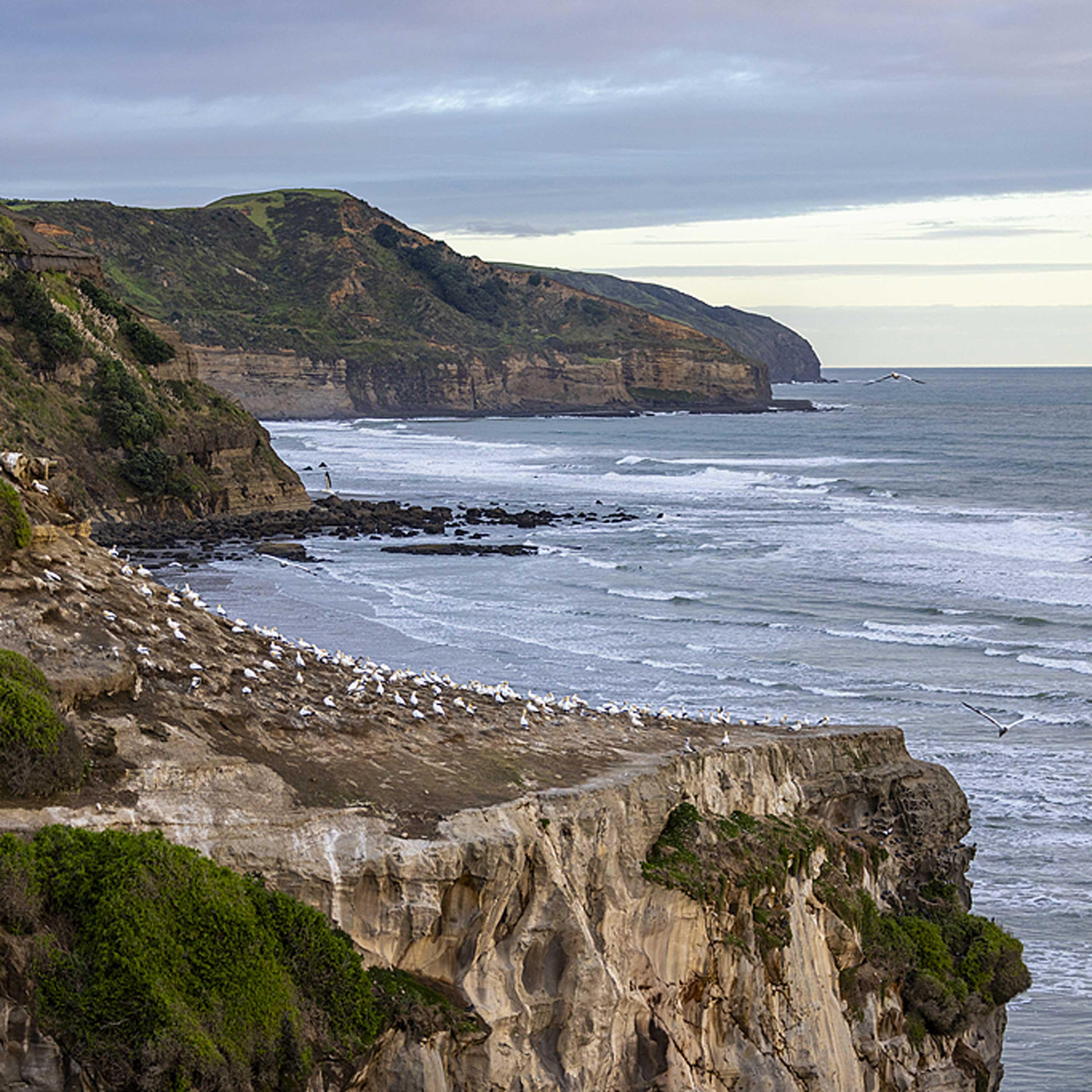 New Zealand confirms 1st case of highly infectious bird flu in seabird