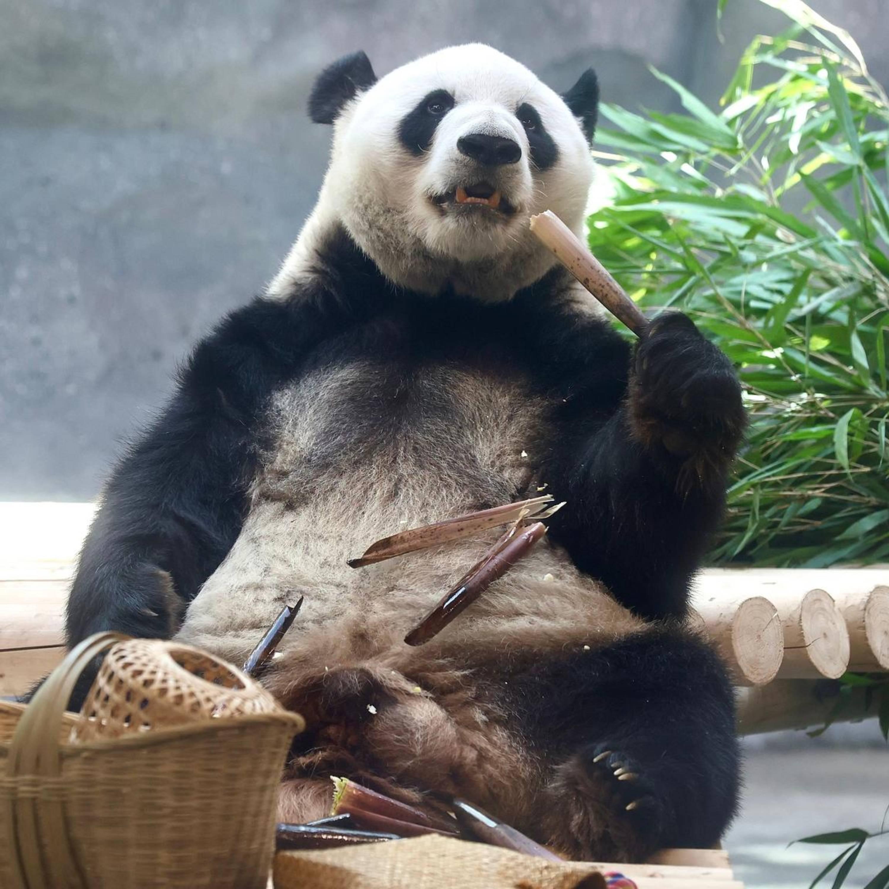 Giant pandas get new smart green home as Beijing Zoo marks 120th anniversary