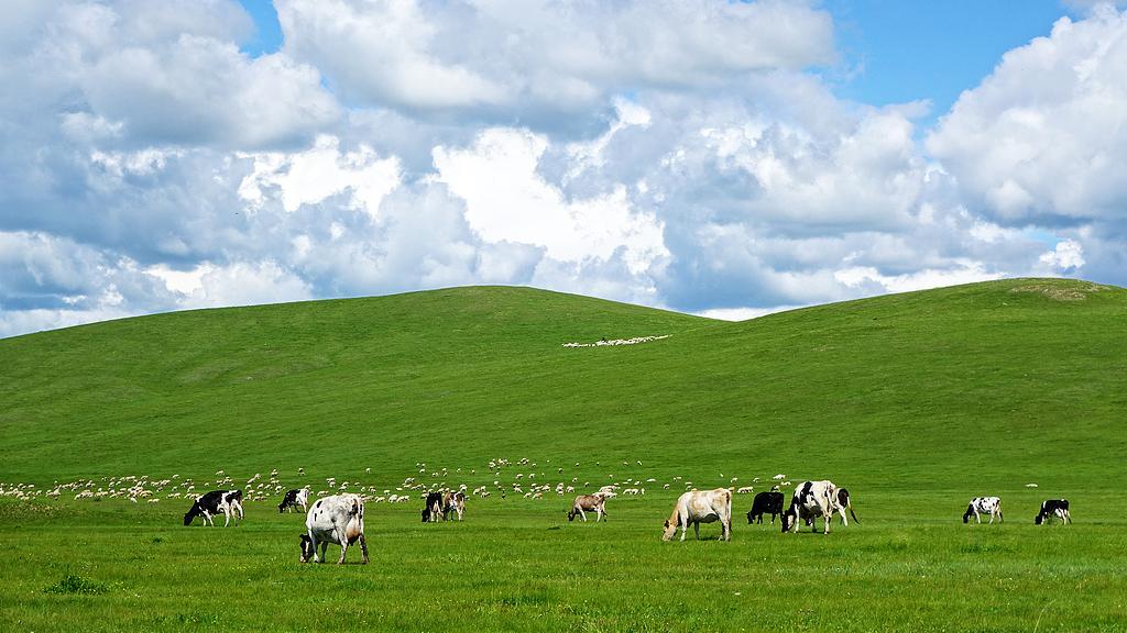 China's Hohhot crowned "World Dairy Capital"