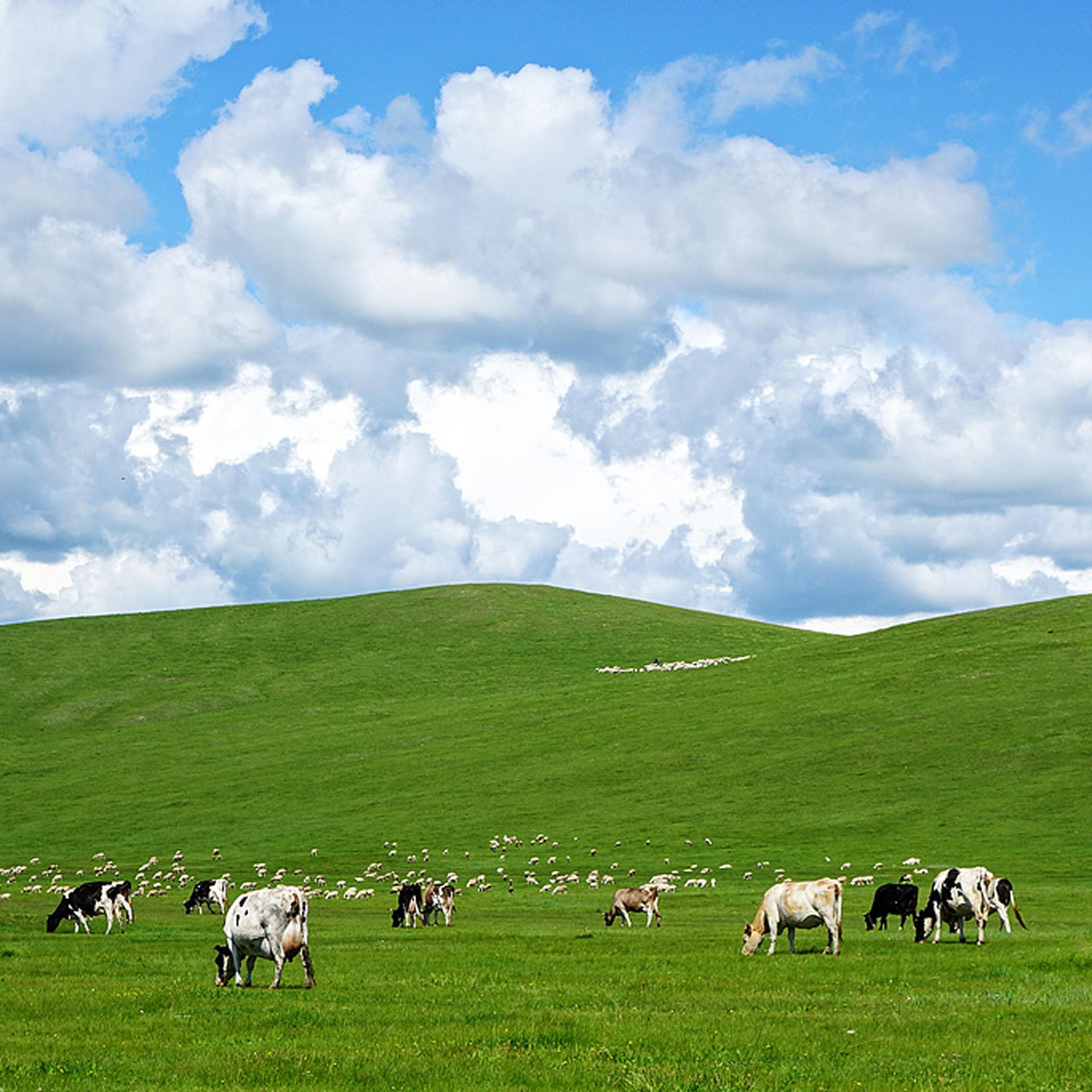 China's Hohhot crowned "World Dairy Capital"