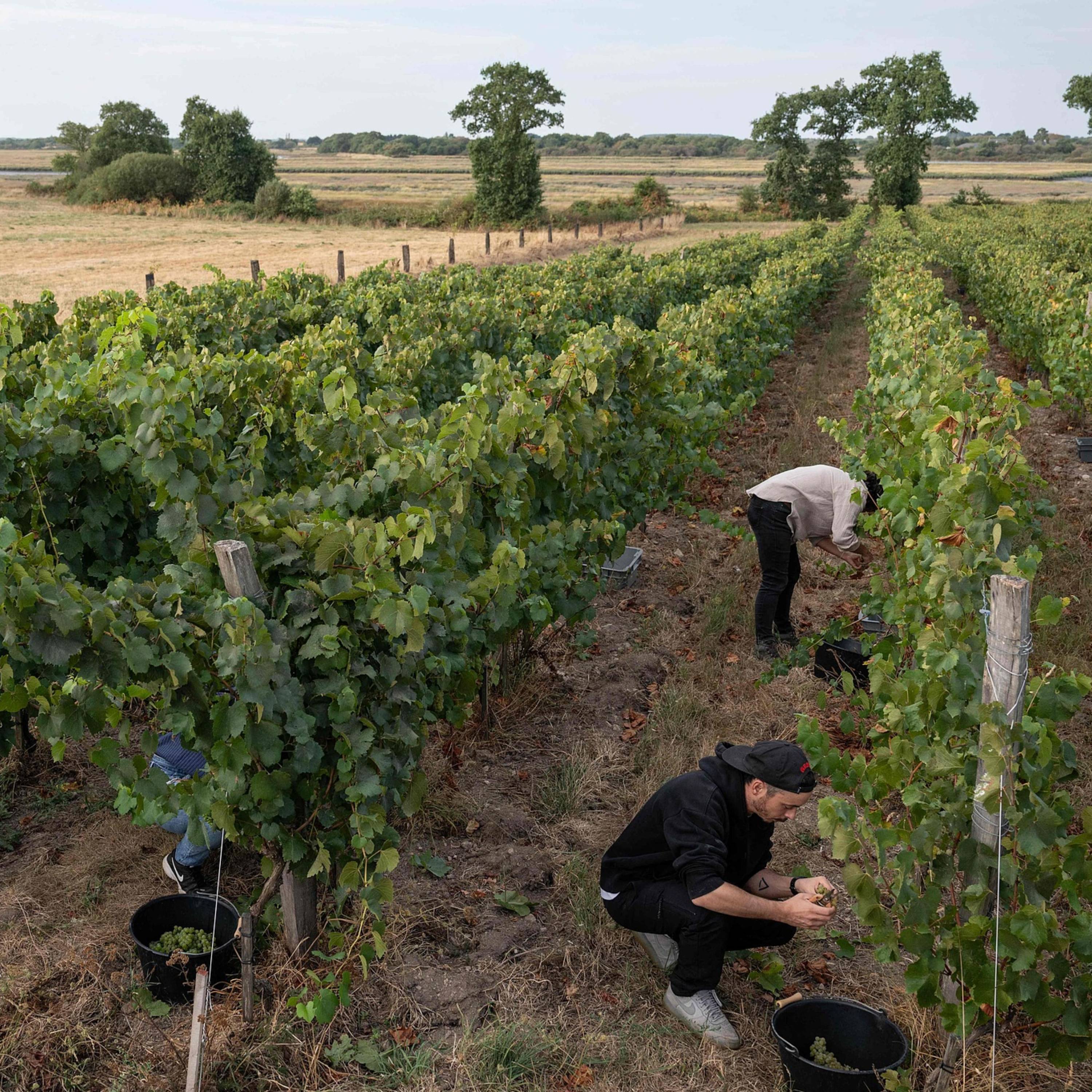 Heatwaves contribute to 6% fall in France's 2026 wine output episode artwork